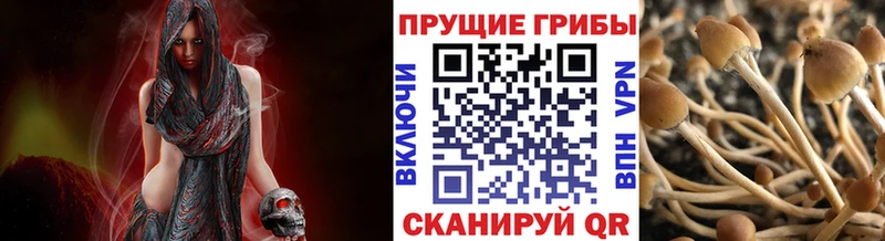 Купить где  Курильск  Псилоцибиновые грибы Magic Shrooms 